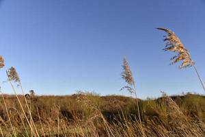 scirpus reed é um gênero de plantas aquáticas costeiras perenes e anuais da família do junça foto