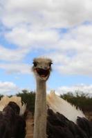 avestruz masai foto