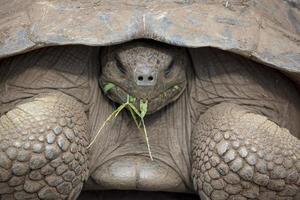 tartaruga gigante de galápagos foto