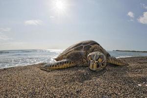 tartaruga verde enquanto relaxa na praia