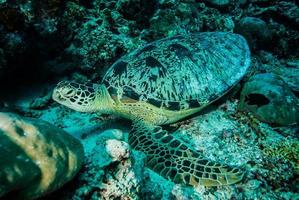 tartaruga verde descansando em derawan, kalimantan, indonésia debaixo d'água