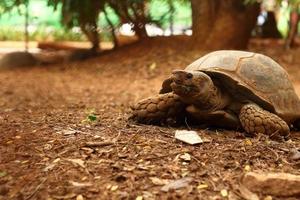 tartaruga rastejando na natureza