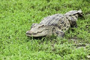 crocodilo foto