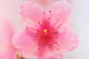 flores de pessegueiro. flores cor de rosa em uma árvore florida. foto