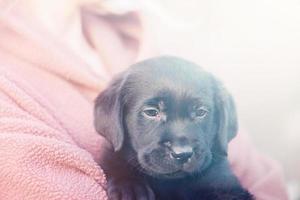 filhote de labrador retriever de cor preta nas mãos de uma mulher. foco suave. foto