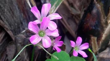 flor selvagem rosa foto