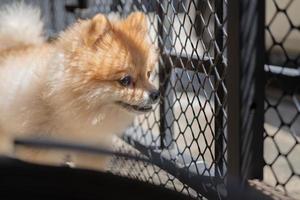 cão pomeranian parado na porta e quer sair. um cachorro na frente de uma porta da frente com uma expressão triste esperando a chegada de seu dono para voltar para casa foto