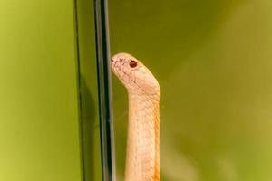 closeup de cobra amarela sobre fundo verde. sol da manhã. cobra na sombra da árvore. cobra com escamas cinzentas no chão da floresta. cena da vida selvagem da natureza foto