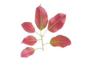 galho sagrado folha bodhi folha de figo isolado no fundo branco. com caminho de recorte foto