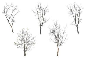 árvores de coleção sem folhas isoladas no fundo branco. com trajeto de grampeamento. foto