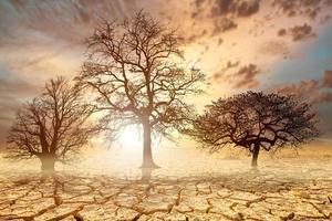 árvores morrem de seca devido ao aquecimento global e desmatamento. o conceito de salvar a terra, protegendo o meio ambiente foto