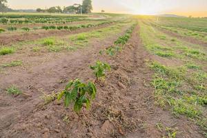 plantas de café árvore crescendo mudas no solo. fazenda de café. brasil. foto