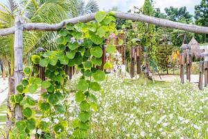 planta alpinista verde em varas de bambu com fundo de flores brancas no jardim. vegetais orgânicos e plantas escalando bambu crescendo no jardim na zona rural. foco seletivo na folha. conceito natural foto