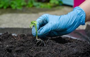 close-up da mão da mulher usa luva médica de borracha azul mostrando a planta verde jovem se preparando para plantar em solo de abundância para a agricultura. cuidado com o meio ambiente. conceito de ecologia foto