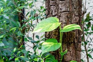 planta tropical verde de hera do diabo ou rolae do caçador dourado subindo em um tronco de árvore com fundo de natureza. foto