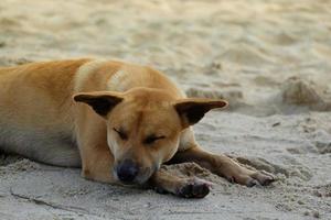 cão vadio solitário na praia de areia. foto
