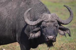 retrato de búfalo foto