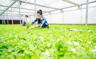 mulher colhendo legumes em estufa foto