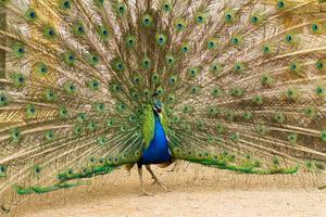 retrato de lindo pavão no parque foto