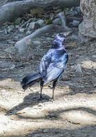 pássaro macho grackle de cauda grande andando no chão tulum méxico. foto