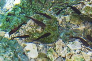 peixe bagre nadar na água cenote tajma ha méxico. foto