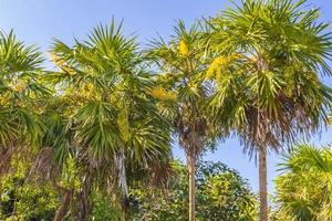 plantas tropicais palmeiras na floresta natural da selva tulum méxico.