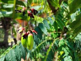 fruta averrhoa bilimbi na árvore foto