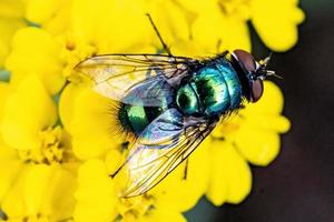 voar em flor amarela foto