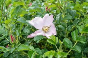 rosas cor de rosa e brancas foto