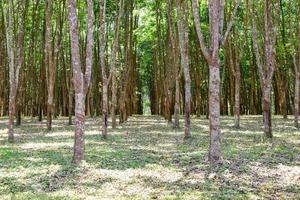 vista das plantações de borracha no norte da tailândia foto