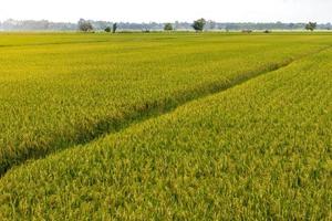 cenário de campos de arroz e sulcos de montículo. foto