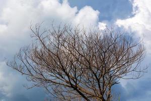 galhos secos sem folhas e nuvens nubladas. foto