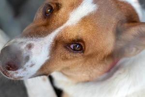 close-up de olhos castanhos de cão tailandês. foto