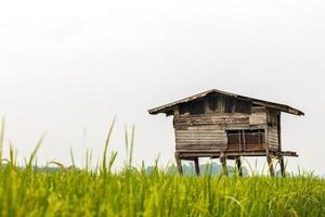 velhas cabanas de madeira arruinam nos campos de arroz. foto