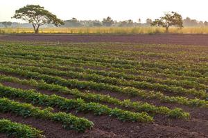 área rural de plantação de batata-doce. foto