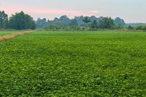 culturas de campo verde, melhorar o solo em campos de arroz. foto