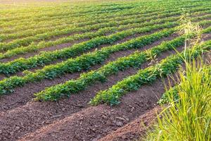 plantações de campo, cultivar batata-doce perto de ervas daninhas. foto