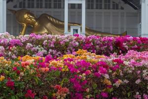 flores de buganvílias e imagens de Buda reclinado. foto