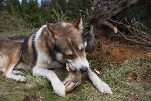 Laika da Sibéria Ocidental, cão de caça russo, cão lobo selvagem foto