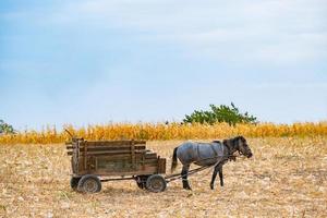 paisagem de outono com campo de trigo e cavalo com uma carroça, campo de milho e cavalo em dia ensolarado foto