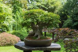 fechar a imagem da árvore bonsai no jardim japonês foto