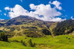 prados verdes nas montanhas dos Alpes cobertos de floresta de pinheiros, davos, foto