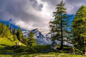 pinheiros em campos nas montanhas alpinas, martigny-combe, martigny, foto