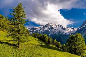 pinheiros em campos nas montanhas alpinas, martigny-combe, martigny, foto