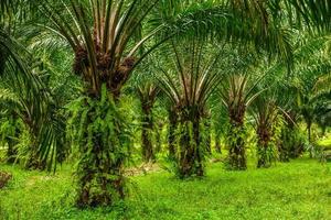 plantação de palmeiras de óleo, selva tropical, phang-nga, tailândia foto