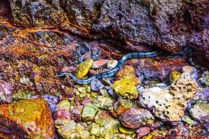 cobra-do-mar-de-bico-faixa enhydrina schistosa, ilhas phi phi leh foto