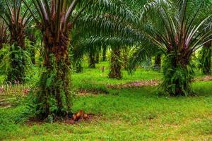 plantação de palmeiras de óleo, selva tropical, phang-nga, tailândia foto