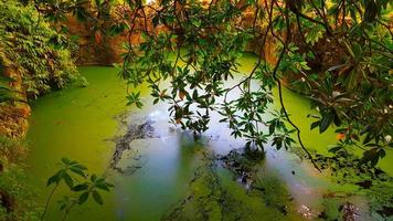 lagoa de água verde com vegetação ao redor foto