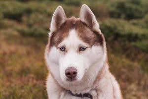 cão huky siberiano na floresta ao ar livre, laika, wolfdog