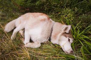 cão huky siberiano na floresta ao ar livre, laika, wolfdog foto